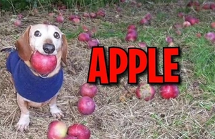 Luigi暴涨500倍、APPLE速通40M，Solana链上又出金狗｜meme今日炒什么？